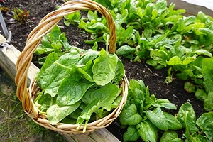 8 культур, которые можно посадить в июле и успеть собрать урожай