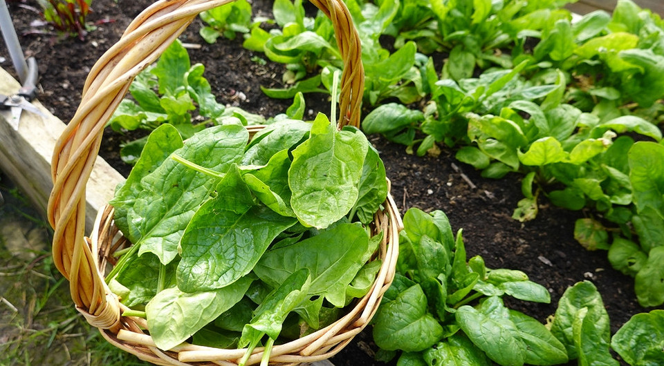 8 культур, которые можно посадить в июле и успеть собрать урожай