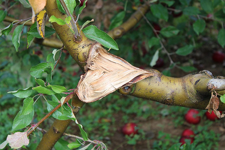 Трескается и отслаивается кора на яблоне: 6 причин и что с этим делать