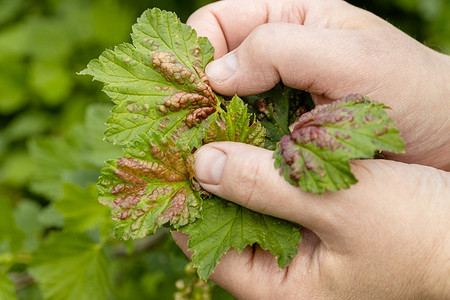 Антракноз смородины: как выглядит и чем лечится, агротехника, народные средства и химия
