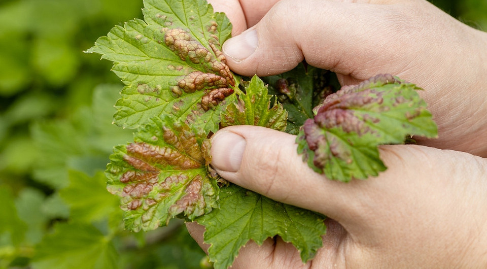 Антракноз смородины: как выглядит и чем лечится, агротехника, народные средства и химия