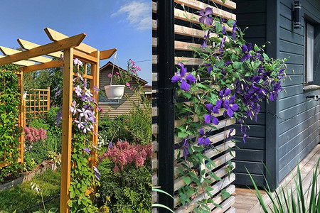 Опора для клематиса своими руками: из чего сделать, инструкции и 30 фото для вдохновения