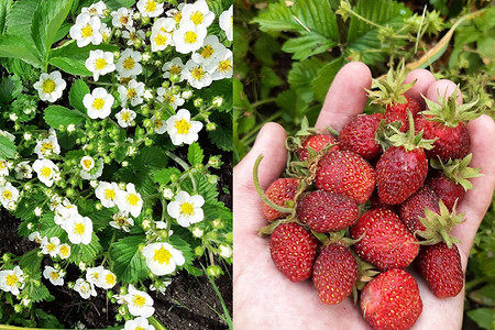 Земклуника: что это, популярные сорта ягодного гибрида с фото