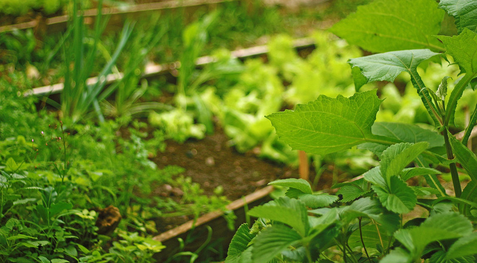 7 быстрорастущих культур, которые вы успеете посадить в августе