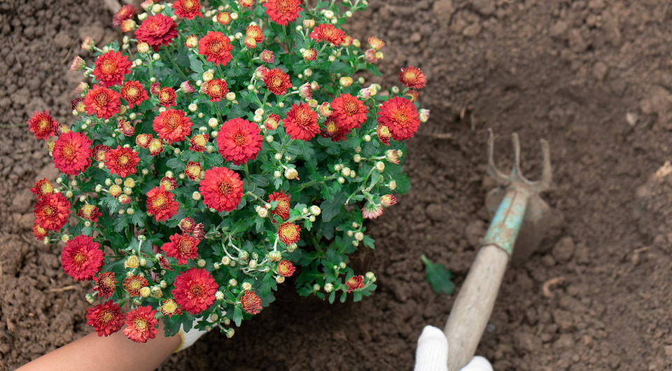 Как размножать хризантемы: 3 способа и инструкции