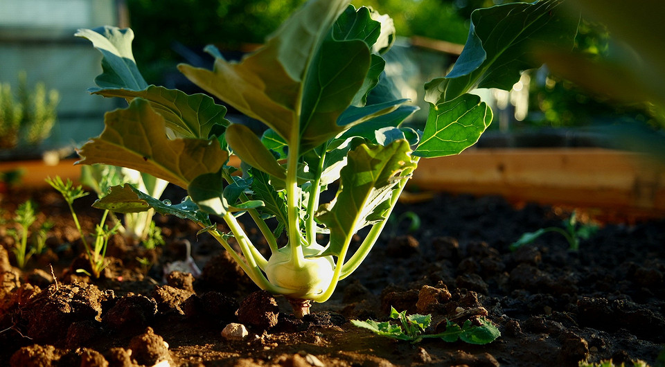 Урожай до самой осени: 7 овощей, которые можно сажать повторно