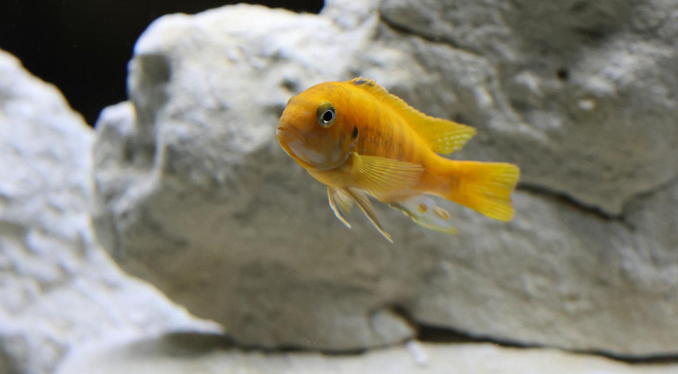 Как чистить аквариум в домашних условиях: что и в каком порядке надо мыть