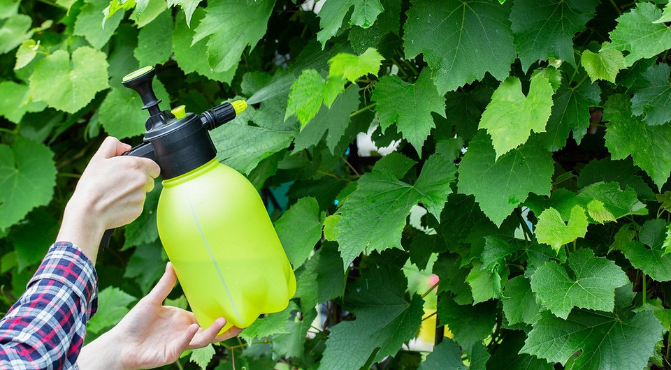 Чем обработать виноград в июле: покупные средства и народные рецепты от вредителей и болезней