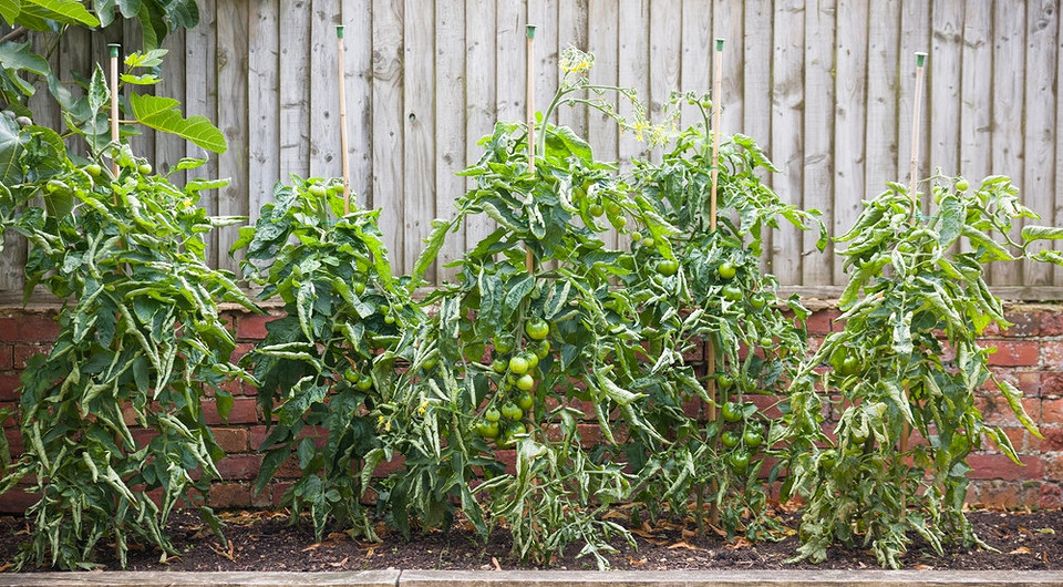 Почему у томатов скручиваются листья и что делать: 6 причин и возможные решения