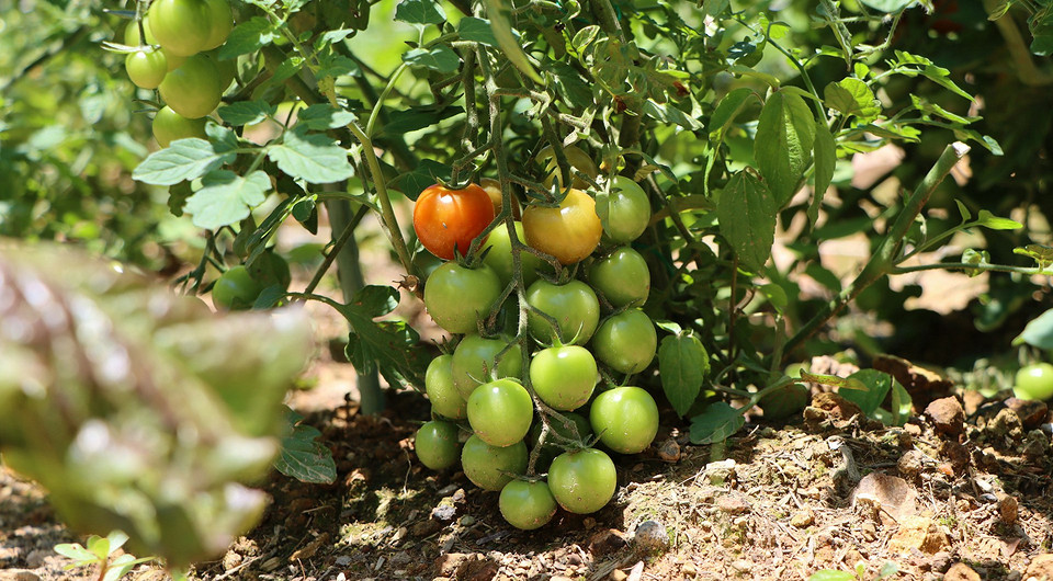 Подкормка томатов в августе: выбор удобрений и правильное внесение