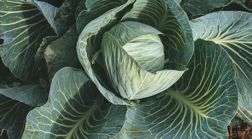 Нужно ли обрывать у капусты нижние листья и когда это делать? Советы дачникам