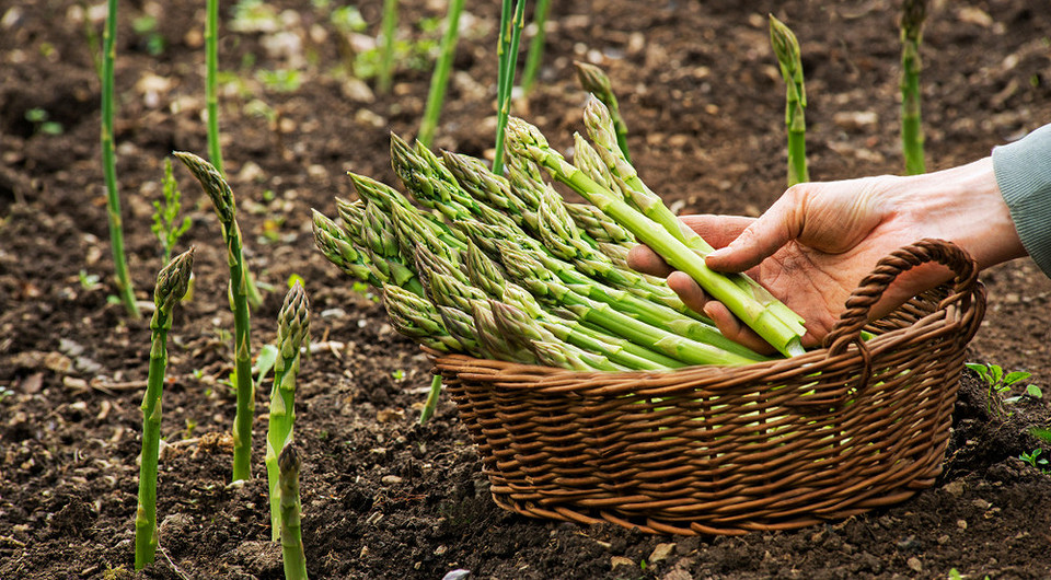 Спаржа: выращивание и уход в открытом грунте