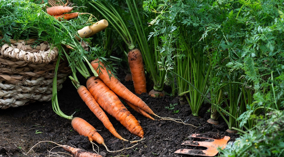 Когда собирать морковь в сезоне 2025: подходящие сроки и советы по уборке