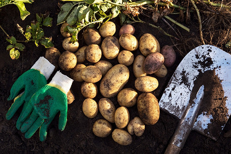 Когда копать картошку в 2025 году: сроки и советы, особенности копки вилами, лопатой и мотоблоком