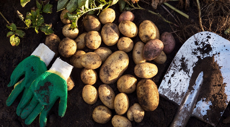 Когда копать картошку в 2025 году: сроки и советы, особенности копки вилами, лопатой и мотоблоком