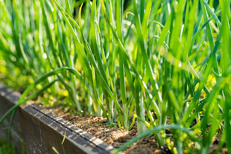 Лук-батун: выращивание и уход в открытом грунте