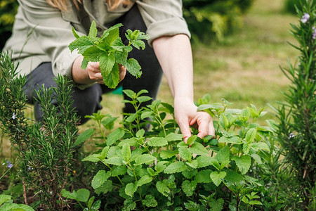 Виды мяты с фото и названиями: 8 самых распространенных