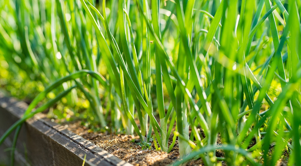 Лук-батун: выращивание и уход в открытом грунте