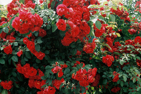 Сажаем розы осенью: советы по выбору саженцев и их правильной посадке