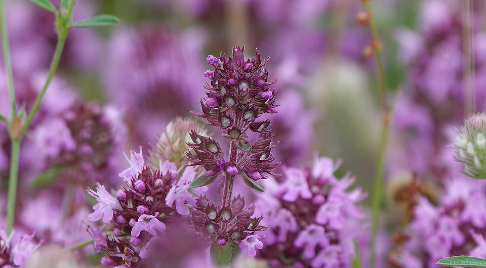 Как собирать и сушить чабрец: основные правила и важные советы