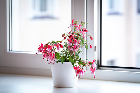 Фуксия: уход в домашних условиях, правила и полезные советы