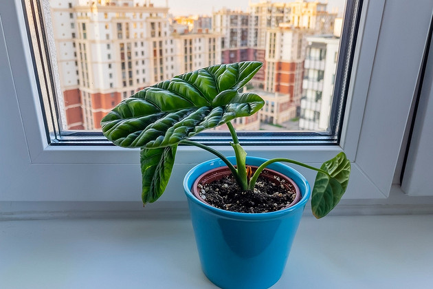 Алоказия: уход в домашних условиях и правила выращивания