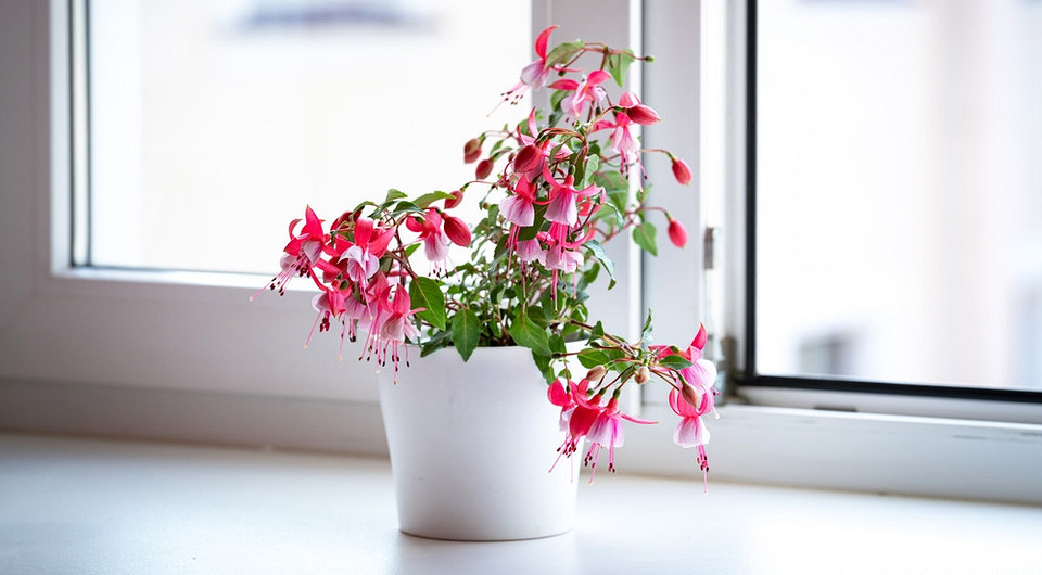 Фуксия: уход в домашних условиях, правила и полезные советы