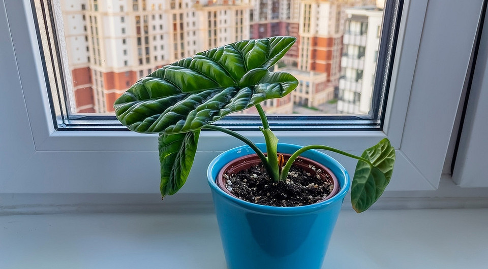 Алоказия: уход в домашних условиях и правила выращивания