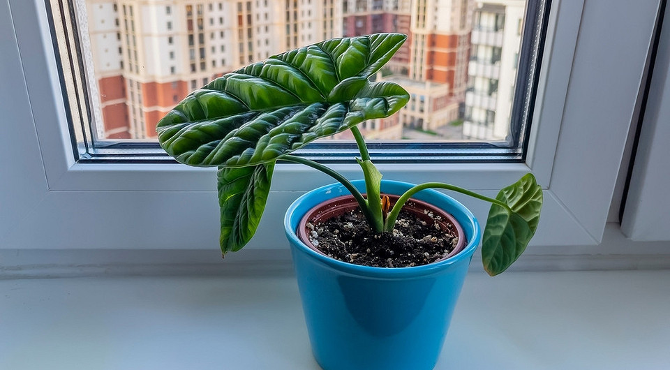 Алоказия: уход в домашних условиях и правила выращивания