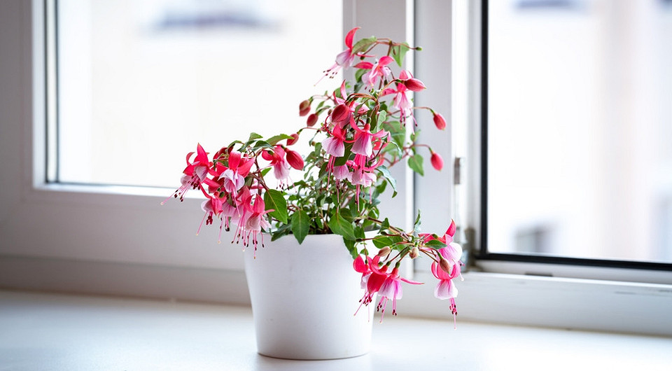 Фуксия: уход в домашних условиях, правила и полезные советы