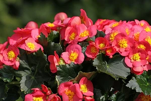 Бегония: виды и сорта для домашнего выращивания, названия и фото