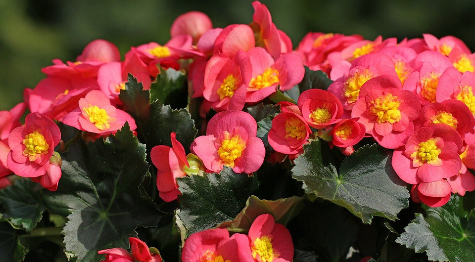 Бегония: виды и сорта для домашнего выращивания, названия и фото