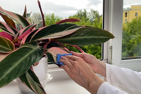 Тля на комнатных растениях: чем опасна, признаки поражения и как с ней бороться, 5 способов