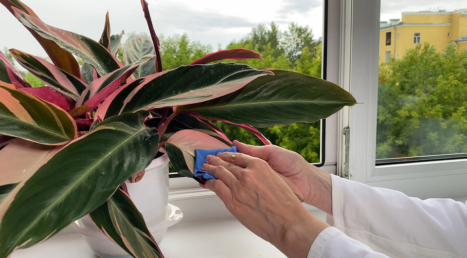 Тля на комнатных растениях: чем опасна, признаки поражения и как с ней бороться, 5 способов