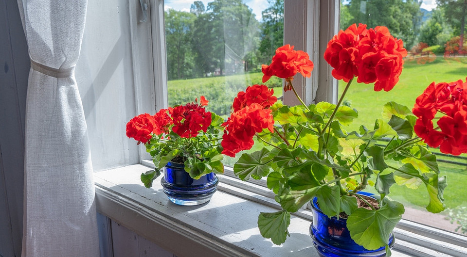 Не цветет герань: 9 причин и что делать