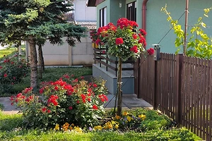 Розы в ландшафтном дизайне: советы по выбору, расположению и 54 вдохновляющих фото