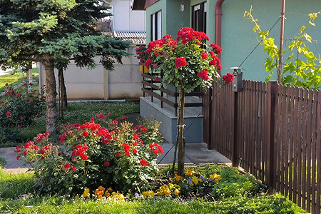 Розы в ландшафтном дизайне: советы по выбору, расположению и 54 вдохновляющих фото