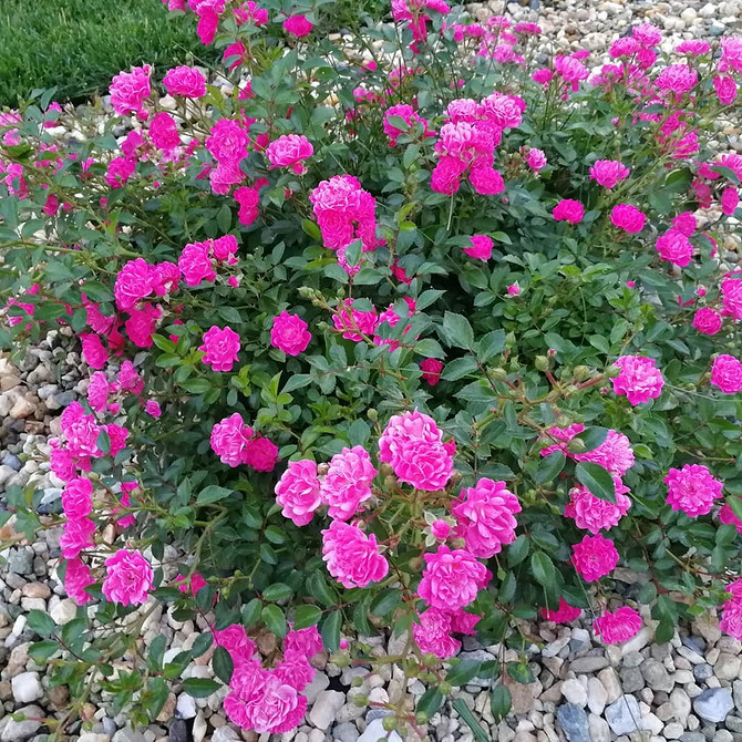 Розы в ландшафтном дизайне: советы по выбору, расположению и 54 вдохновляющих фото