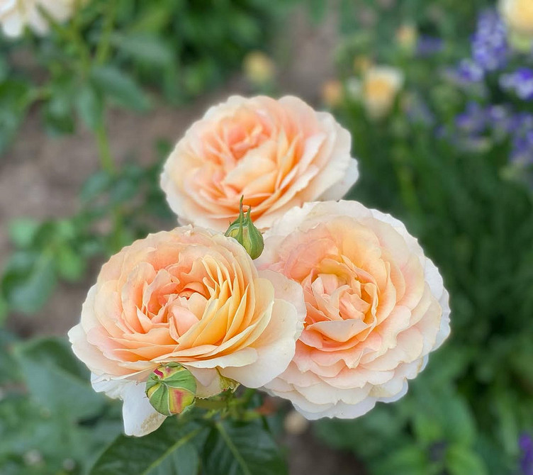 Розы в ландшафтном дизайне: советы по выбору, расположению и 54 вдохновляющих фото