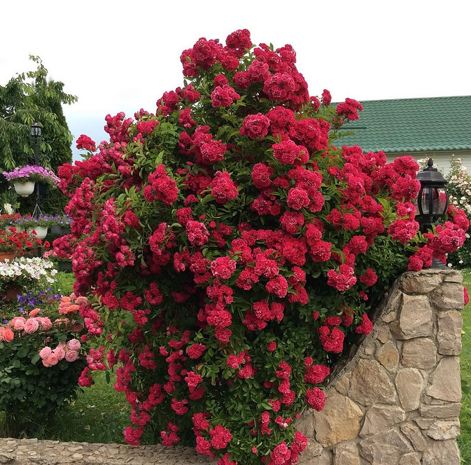 Розы в ландшафтном дизайне: советы по выбору, расположению и 54 вдохновляющих фото