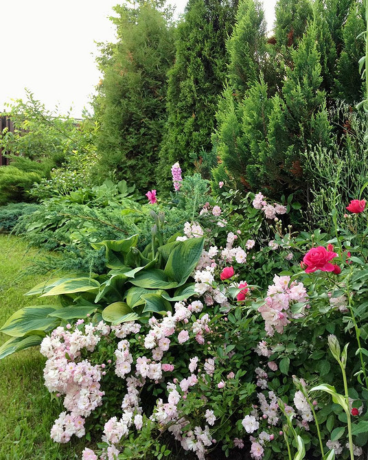 Розы в ландшафтном дизайне: советы по выбору, расположению и 54 вдохновляющих фото