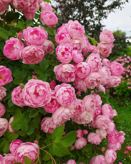 Розы в ландшафтном дизайне: советы по выбору, расположению и 54 вдохновляющих фото