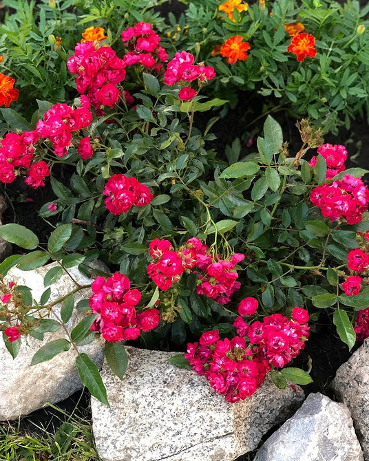 Розы в ландшафтном дизайне: советы по выбору, расположению и 54 вдохновляющих фото