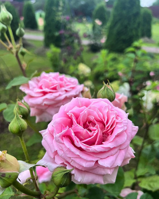 Розы в ландшафтном дизайне: советы по выбору, расположению и 54 вдохновляющих фото