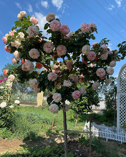 Розы в ландшафтном дизайне: советы по выбору, расположению и 54 вдохновляющих фото
