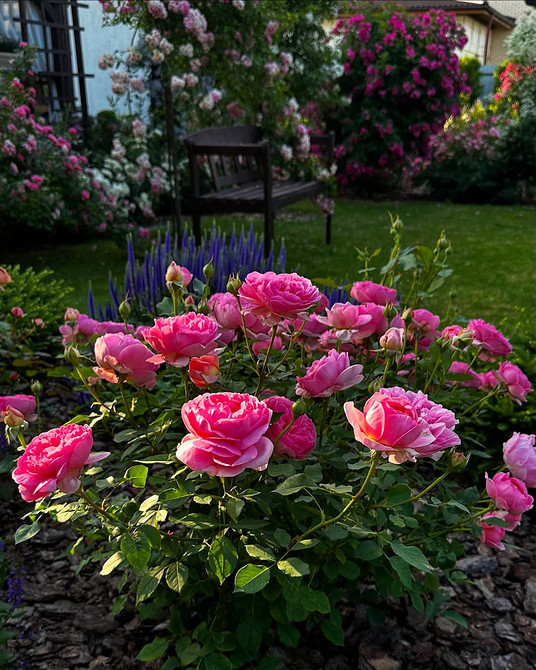 Розы в ландшафтном дизайне: советы по выбору, расположению и 54 вдохновляющих фото