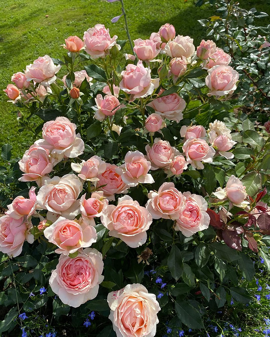 Розы в ландшафтном дизайне: советы по выбору, расположению и 54 вдохновляющих фото