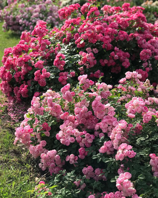 Розы в ландшафтном дизайне: советы по выбору, расположению и 54 вдохновляющих фото