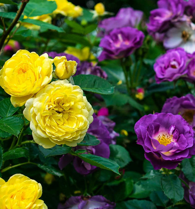 Розы в ландшафтном дизайне: советы по выбору, расположению и 54 вдохновляющих фото