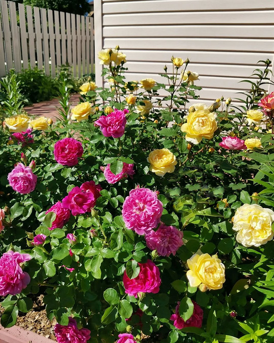 Розы в ландшафтном дизайне: советы по выбору, расположению и 54 вдохновляющих фото